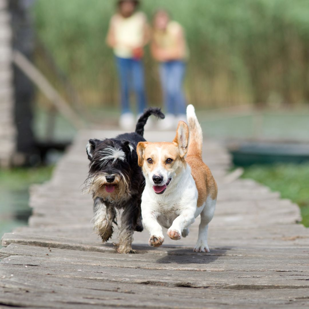 Two dogs running on a wooden bridge