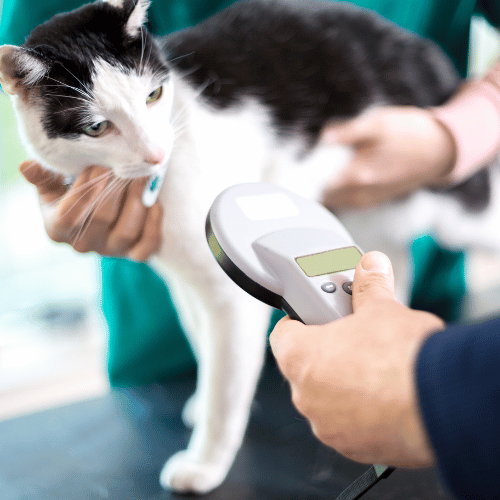 a person holding a scanner to a cat