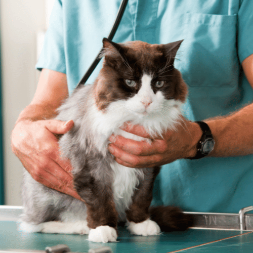 a cat being examined by a doctor