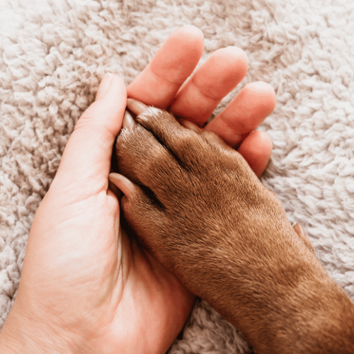 A person hold pet paw