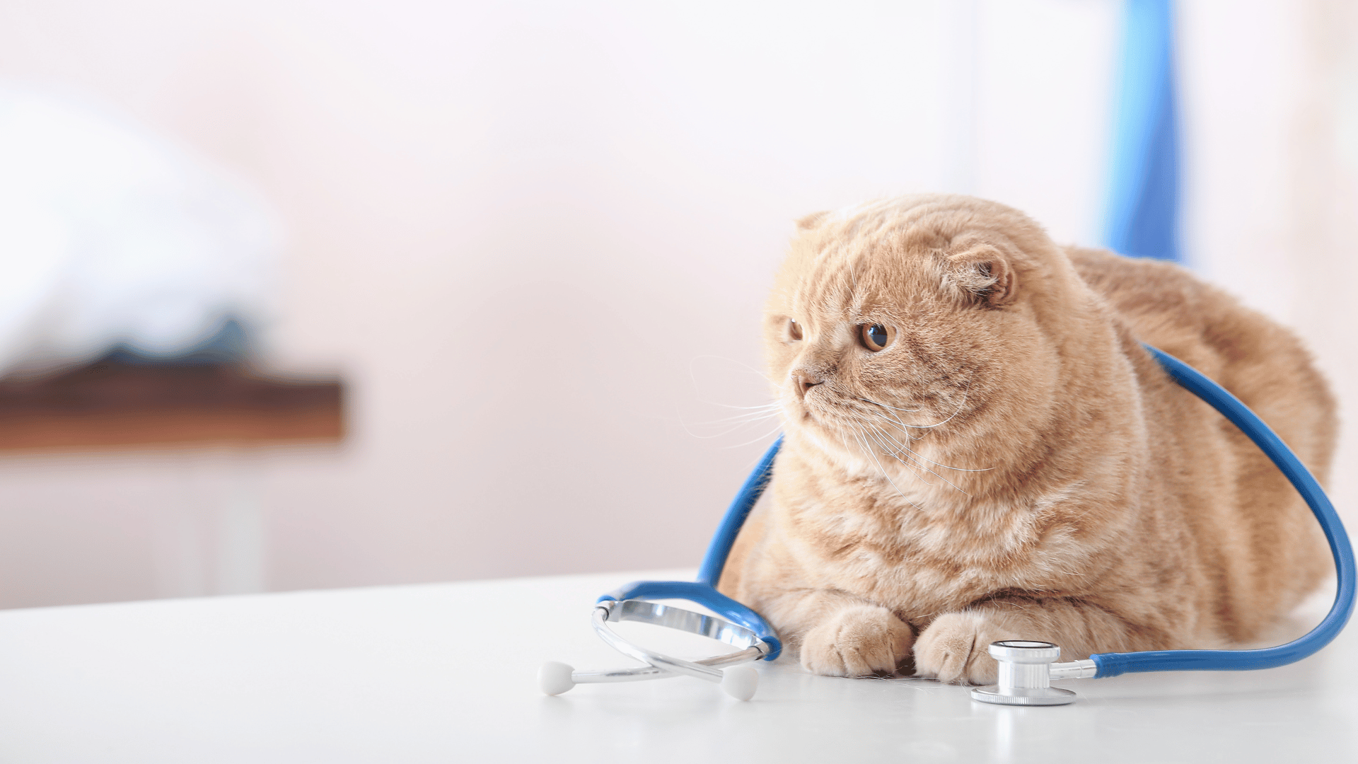 Owensboro KY Veterinary Services East Side Animal Hospital