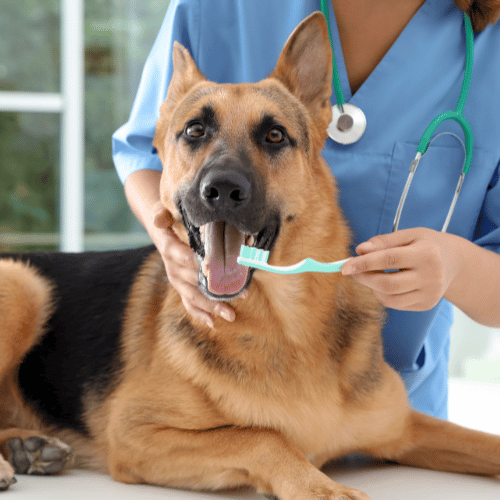 a vet brushing dog teeth