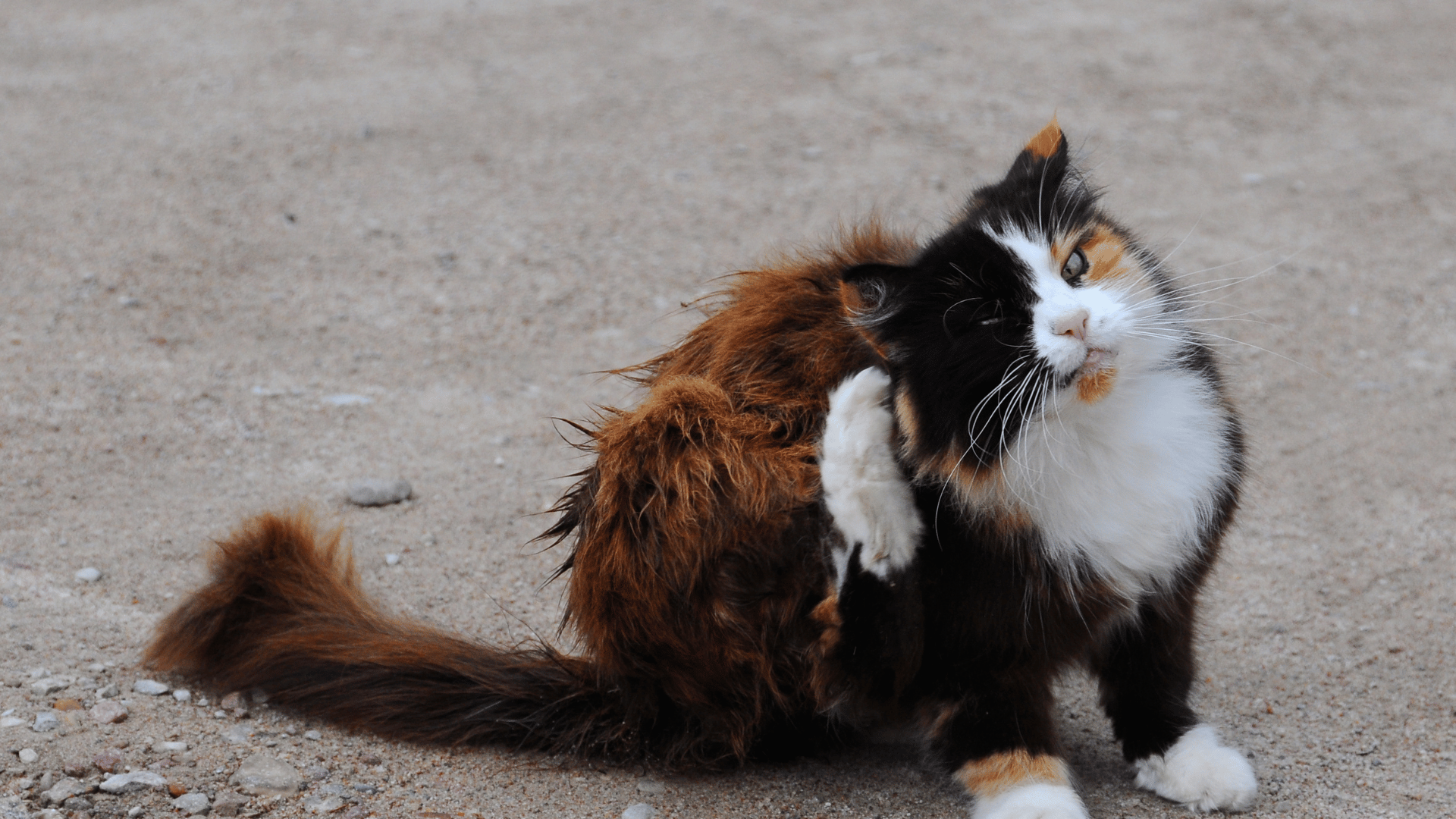 Pet Dermatology In Owensboro, KY East Side Animal Hospital