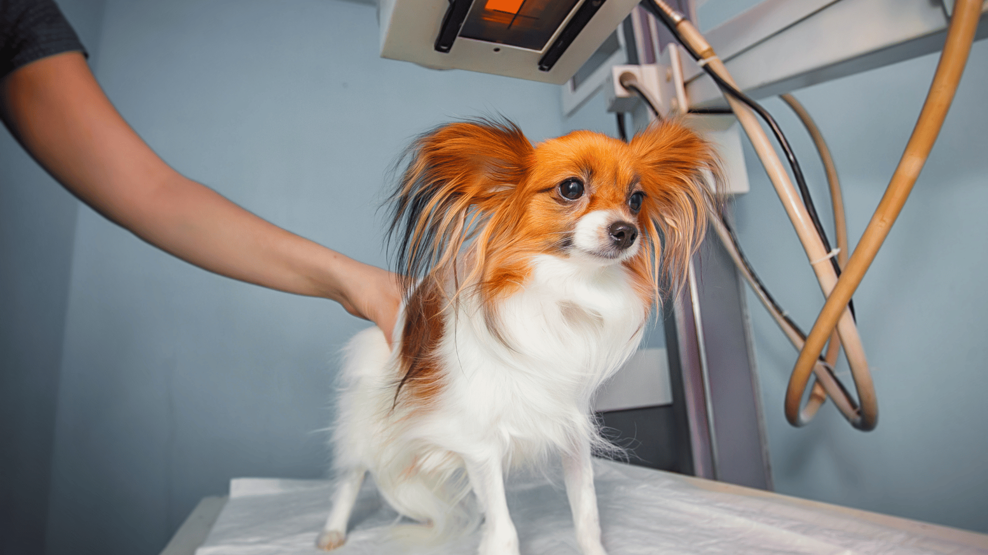 Pet Radiology In Owensboro, KY East Side Animal Hospital