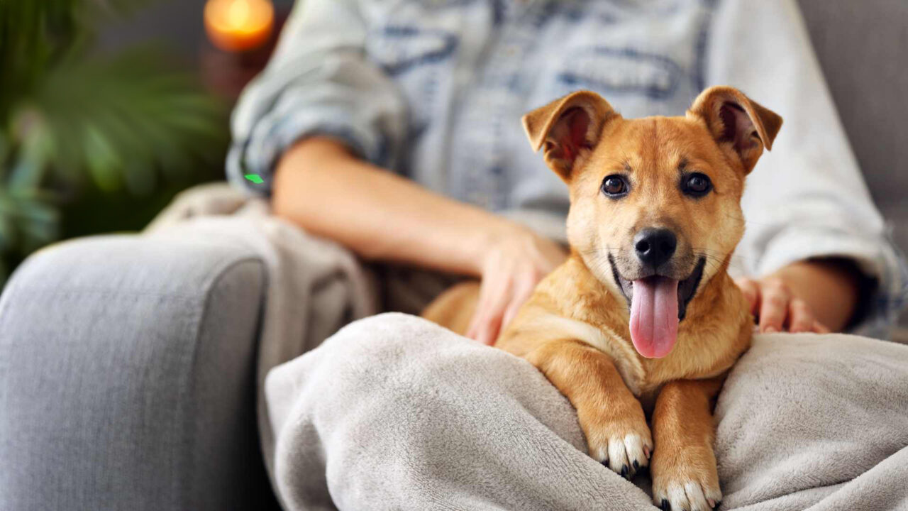 Pet Eye Care In Owensboro, KY East Side Animal Hospital