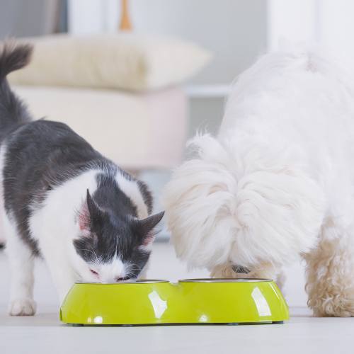 dog and cat eating from a bowl
