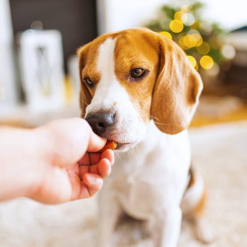 Beagle getting a treat