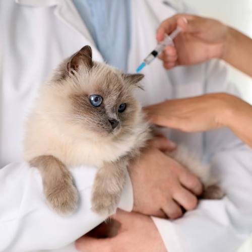 Cat being held by a vet getting a vaccination