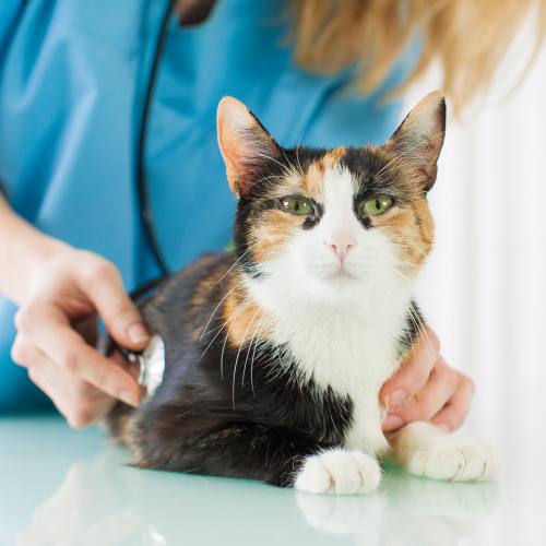 Calico cat with a veterinarian using a stethoscope