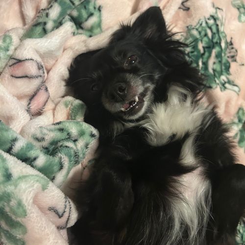 a hand touching a dog's neck